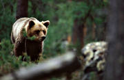 animals, bear, brown bear, mammals, predators, ursine