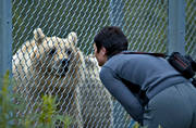 animals, bear, bear fence, bear meeting, brown bear, instngd, mammals, predators, vivarium