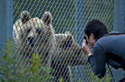 animals, bear, bear fence, bear meeting, brown bear, instngd, mammals, predators, vivarium