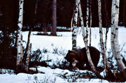 animals, bear, bear carrion, birch, birches, brown bear, carrion, mammals, predators, Sonfjllet, ursine