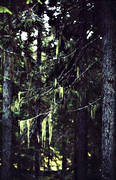 beard lichen, biotope, biotopes, forest land, forests, lichen, nature, spruce forest, virgin forest, wildwood, woodland