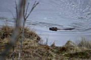 animals, beaver, gnawer, mammals, swimming