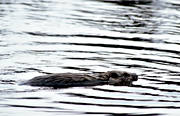 animals, beaver, gnawer, mammals, swimming, vatten, water