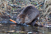 animals, beaver, gnawer, mammals