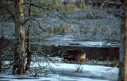 animals, beaver, eats, gnawer, ice fringe, ice edge, mammals, water plants