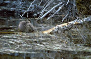 animals, beaver, eats, frets, galls, gnawer, mammals, waterside, edge of water