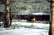 animals, beaver, eats, gnawer, ice fringe, ice edge, mammals