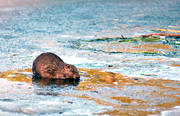 animals, beaver, eats, gnawer, ice fringe, ice edge, mammals, water plants