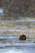 animals, beaver, eats, gnawer, ice fringe, ice edge, mammals, water plants