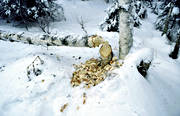 animals, beaver, beaver felled, birch, birches, galled, gnawer, mammals, pasturage, tree