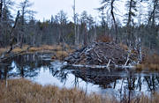 animals, beaver, beaver hut, dwelling, hut, mammals