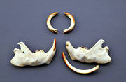 animals, beaver, beaver jaw, beaver skull, beaver teeth, beaver tooth, bone, mammals, trofer, trophy