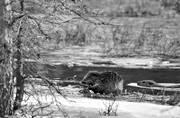 animals, beaver, black-and-white, eats, gnawer, ice fringe, ice edge, mammals