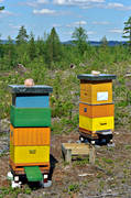 bee hive, bee hives, bees, environment, forestry, honey, nature, pollination, woodland, work