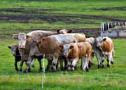 animals, be in country, beef cattle, beef cows, cows, domestic cattle, domesticated animal, group, herd, ko, mammals, meat cow, meat production, pasturage, pets