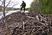 animals, beaver, beaver hut, construction, hut, mammals