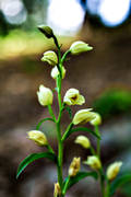 biotope, biotopes, cephalantera damasonium, flourishing, flower, flowers, Landskap, nature, orchid, orchids, plants, herbs, skogslilja, stor skogslilja, storsyssla, woodland