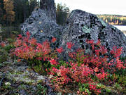 autumn, autumn color, autumn colours, billberry brushwood, billberry, bog bilberry, biotope, biotopes, forest land, forests, nature, red, sprigs, paddy, brushwood, stones, woodland