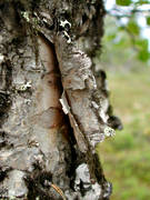 biotope, biotopes, birch, birch bark, birch bark, dry, fire, forest land, forests, kindling, inflammable matter, nature, tree, woodland