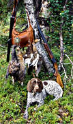bird hunting, dog, german shorthaired pointer, hunting, pointing dog, skogsfgeljakt