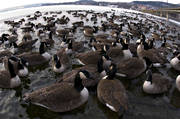 animals, Badhusparken, bird, birds, canada geese, canada goose, feeding, geese, Great Lake, Ostersund