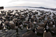 animals, Badhusparken, bird, birds, canada geese, canada goose, feeding, geese, Great Lake, Ostersund