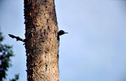 animals, birds, black woodpecker, nesting, picinae, pine, woodpeckers