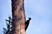 animals, birds, black woodpecker, pine, pine stock, pine body, woodpecker, woodpeckers