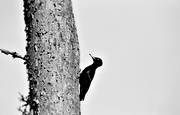 animals, bird, birds, black woodpecker, black-and-white, piciformes, pine, woodpecker, woodpeckers