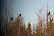 animals, birch, birch shrub, birches, birds, black grouse, black grouses, blackcocks, dancing black grouses, forest bird, forest poultry