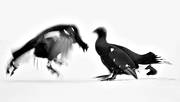 animals, birds, black grouse, black grouses, blackcocks, cocks, dancing black grouses, forest bird, forest poultry, game