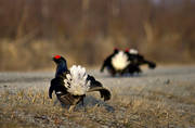 animals, birds, black grouse, black grouses, blackcocks, dancing black grouses, forest bird, forest poultry, game, hen birds
