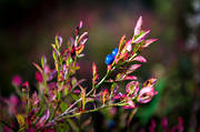 autumn, blue berries, blue berry brushwood, nature, plants, herbs, seasons, woodland