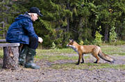 animals, curious, fox, mammals, red fox