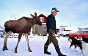 animals, bred, breeding, elk calf, moose calf, mammals, moose, moose, moose farm, tame