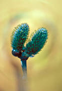 ambience, ambience pictures, atmosphere, budding willows, buds, season, seasons, spring, willow