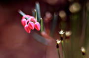 biotope, biotopes, buds, flowers, forest land, nature, red, red, Rosling, small, sprigs, paddy, brushwood, woodland