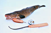 angling, burbot fishing, fishing, ice fishing, ice fishing, ice fishing gear, lake, winter fishing