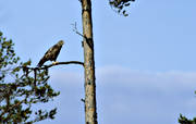 buteonine eagle