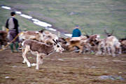 animals, calf tagging, culture, mammals, mountain, reindeer, reindeer, reindeer calf, reindeer calves, ritsem, sami culture