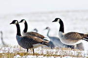 animals, birds, canada geese, canada goose, eddish, stubble field, geese