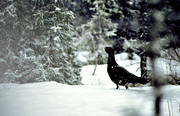 animals, bird, birds, capercaillie, capercaillie cock, forest bird, forest poultry, play