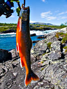 angling, captured, char, char fishing, fishing, mountain fishing, red, reel fishing, spin fishing