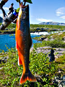 angling, captured, char, char fishing, fishing, mountain fishing, red, reel fishing, spin fishing