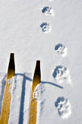 animals, catamount track, lynx, lynx, lynx, lynx tracks, lynx tracks, mammals, snow, tracks