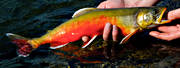 angling, char, fish, fishing, fjllbilder, Lapland, summer, swedish mountains