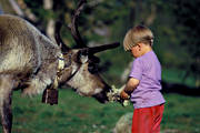 children, culture, fed, feed, feeding, food, outdoor life, reindeer, reindeer moss, sami culture, summer, wild-life, ventyr