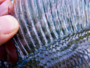 angling, close-up, fish, fish fin, fish scale, fishing, grayling, mountain, penna, pennae, reel fishing, ryggfena, sport fishing