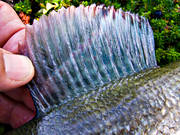 angling, close-up, fish, fish fin, fish scale, fishing, grayling, mountain, penna, pennae, reel fishing, ryggfena, sport fishing