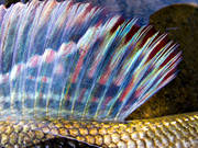 angling, blue, close-up, fish, fish fin, fish scale, fishing, grayling, mountain, penna, pennae, reel fishing, ryggfena, sport fishing